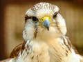 Spel Gyrfalcon Legpuzzel aanlyn
