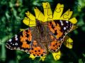 Spel Puzzel: Lente aanlyn