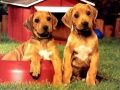 Spel Puppy Pare Puzzel aanlyn