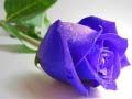Spel Blou Rose aanlyn