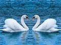 Spel Swane Gly aanlyn
