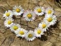 Spel Daisy Hart legpuzzel aanlyn
