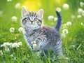 Spel Kittens Legkaart aanlyn