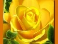 Spel Gele Rose aanlyn