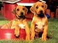 Spel Puppy Pare Puzzel aanlyn Spel Puppy Pare Puzzel aanlyn