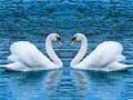 Spel Swane Gly aanlyn
