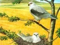 Spel Raaisels Roofvoëls aanlyn Spel Raaisels Roofvoëls aanlyn