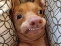 Spel Watter meme-hond is jy? aanlyn