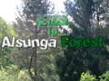 Spel Terug na Alsunga-woud aanlyn