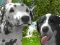 Spel Hondsimulator 3D aanlyn