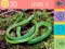 Spel 15 Beeld Quiz aanlyn