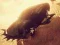 Spel Motor teen Zombie Derby aanlyn