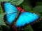 Spel Natuur Legpuzzel Vlinder aanlyn