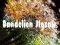 Spel Dandelion Legkaart aanlyn