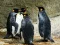 Spel Koning Pinguin Legpuzzle aanlyn