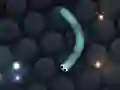 Spel Slither.io aanlyn Spel Slither.io aanlyn