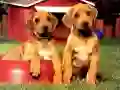 Spel Puppy Pare Puzzel aanlyn Spel Puppy Pare Puzzel aanlyn