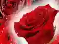 Spel Rooi rose aanlyn Spel Rooi rose aanlyn