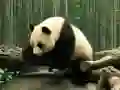 Spel Panda Legkaart aanlyn Spel Panda Legkaart aanlyn