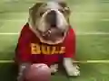 Spel Grappige Hond aanlyn Spel Grappige Hond aanlyn