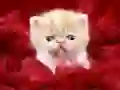 Spel Lekerige Katjie aanlyn Spel Lekerige Katjie aanlyn