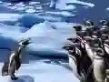 Spel Pinguïns Gly aanlyn Spel Pinguïns Gly aanlyn