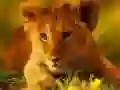 Spel Wild Baba Dier Legpuzzel aanlyn Spel Wild Baba Dier Legpuzzel aanlyn