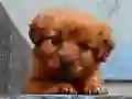 Spel Puppie Legkaart aanlyn Spel Puppie Legkaart aanlyn
