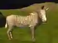 Spel Regte Jungle Dier Jag aanlyn