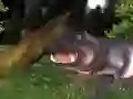 Spel Wild Hippo Jag aanlyn