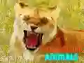 Spel Grappige Glimlaggende Diere aanlyn Spel Grappige Glimlaggende Diere aanlyn
