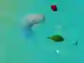 Spel Gelukkigehaaie.io aanlyn Spel Gelukkigehaaie.io aanlyn