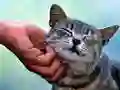 Spel Kietelende Kat aanlyn Spel Kietelende Kat aanlyn