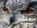 Spel Wilde Uil Legkaart aanlyn Spel Wilde Uil Legkaart aanlyn