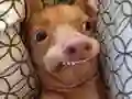 Spel Watter meme-hond is jy? aanlyn