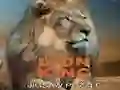 Spel Leeuw Koning Legpuzzel aanlyn Spel Leeuw Koning Legpuzzel aanlyn