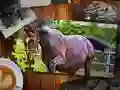 Spel Legkaart Perde Uitgawe aanlyn Spel Legkaart Perde Uitgawe aanlyn