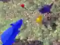 Spel Origami Ratte-Inval aanlyn Spel Origami Ratte-Inval aanlyn