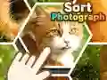 Spel Sortering van foto's aanlyn Spel Sortering van foto's aanlyn