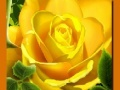 Spel Gele Rose aanlyn