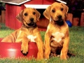Spel Puppy Pare Puzzel aanlyn