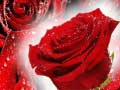 Spel Rooi rose aanlyn