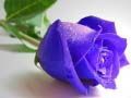 Spel Blou Rose aanlyn