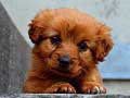 Spel Puppie Legkaart aanlyn