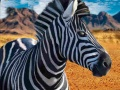 Spel Zebra Jagter aanlyn