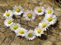 Spel Daisy Hart legpuzzel aanlyn
