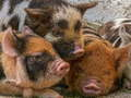 Spel Puzzel van Piglet aanlyn