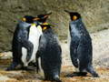 Spel Koning Pinguin Legpuzzle aanlyn