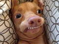 Spel Watter meme-hond is jy? aanlyn